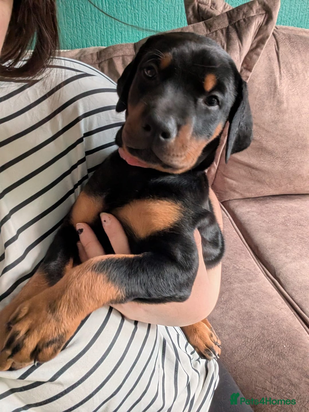 Dobermann dogs for sale: 2 beautiful doberman puppies - Advert 1