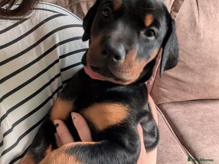 Dobermann dogs 2 beautiful doberman puppies - Advert 1