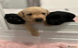 Labrador Retriever dogs for sale: Beautiful litter of Labrador puppies - Advert 2
