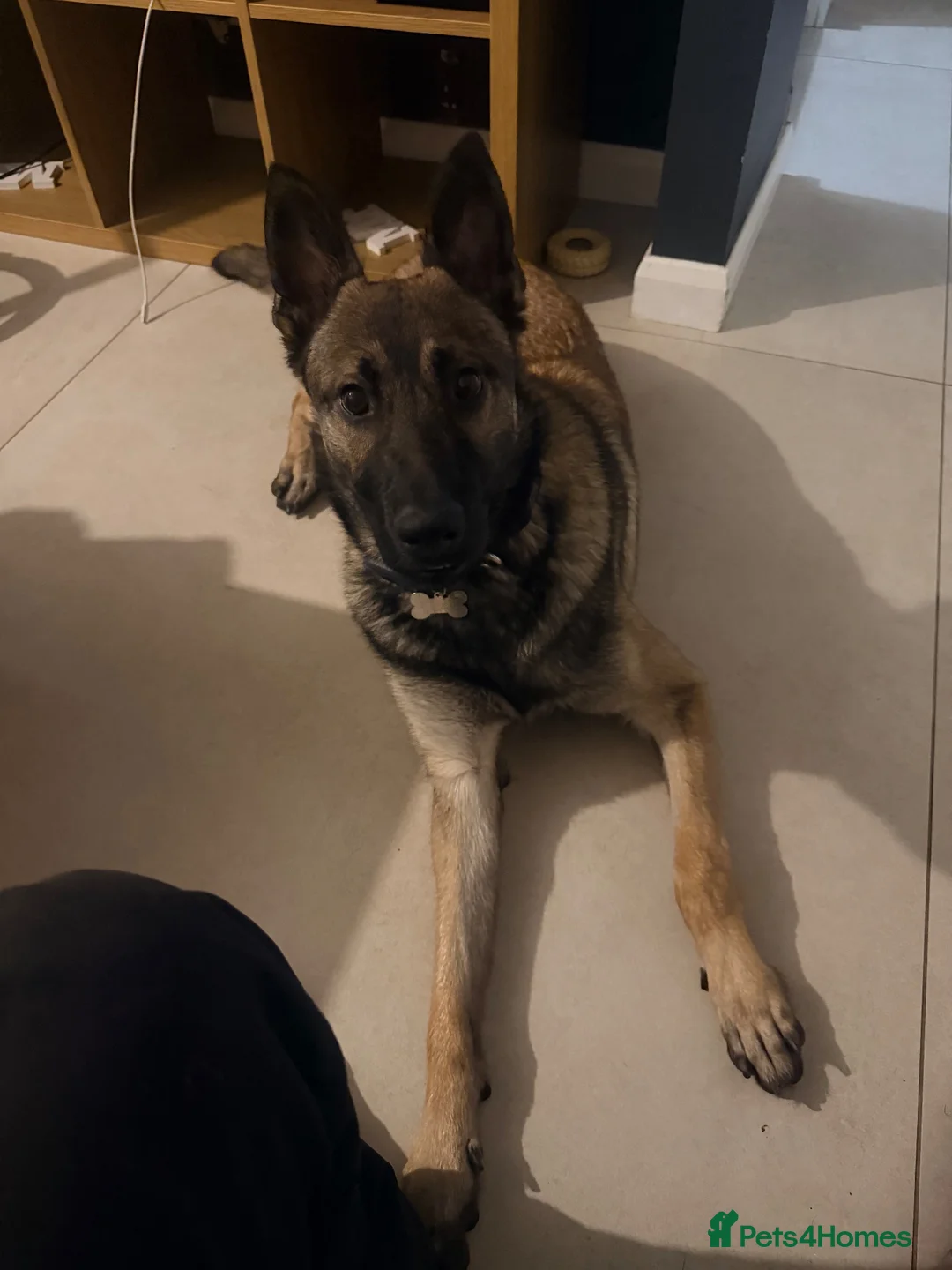 Belgian Shepherd Dog dogs for sale: Max - Full of Energy in Stoke-on-Trent - Advert 3