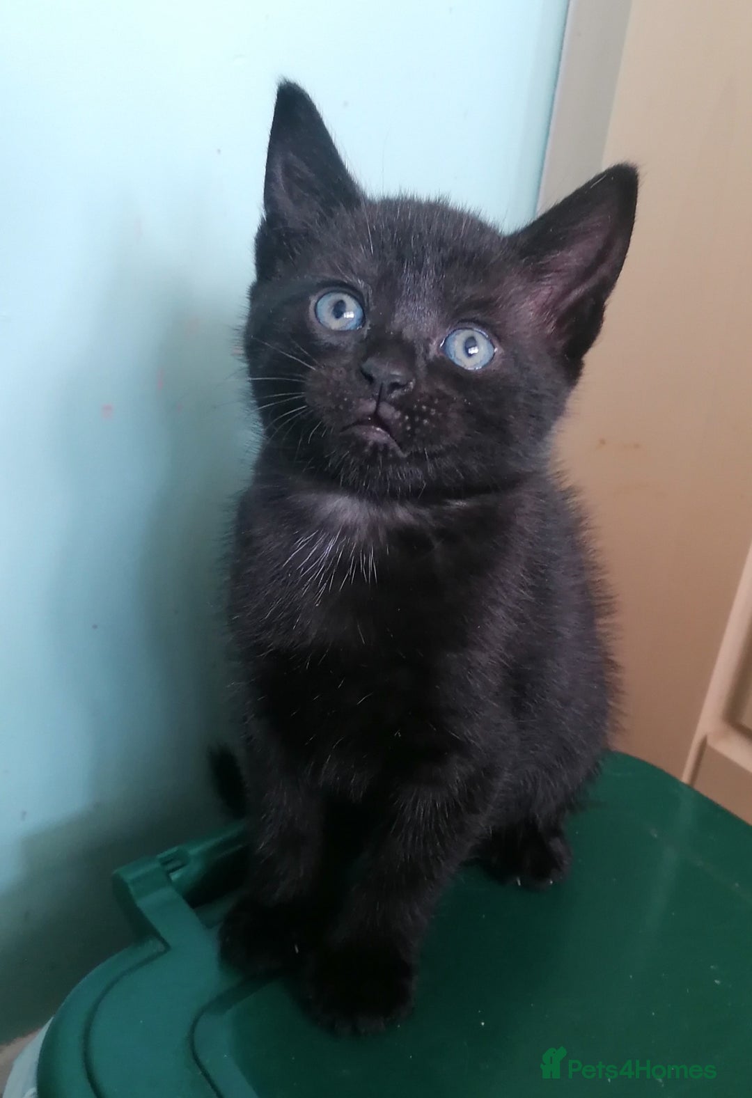 Domestic Shorthair cats for sale: 4 cute kittens :) - Advert 7