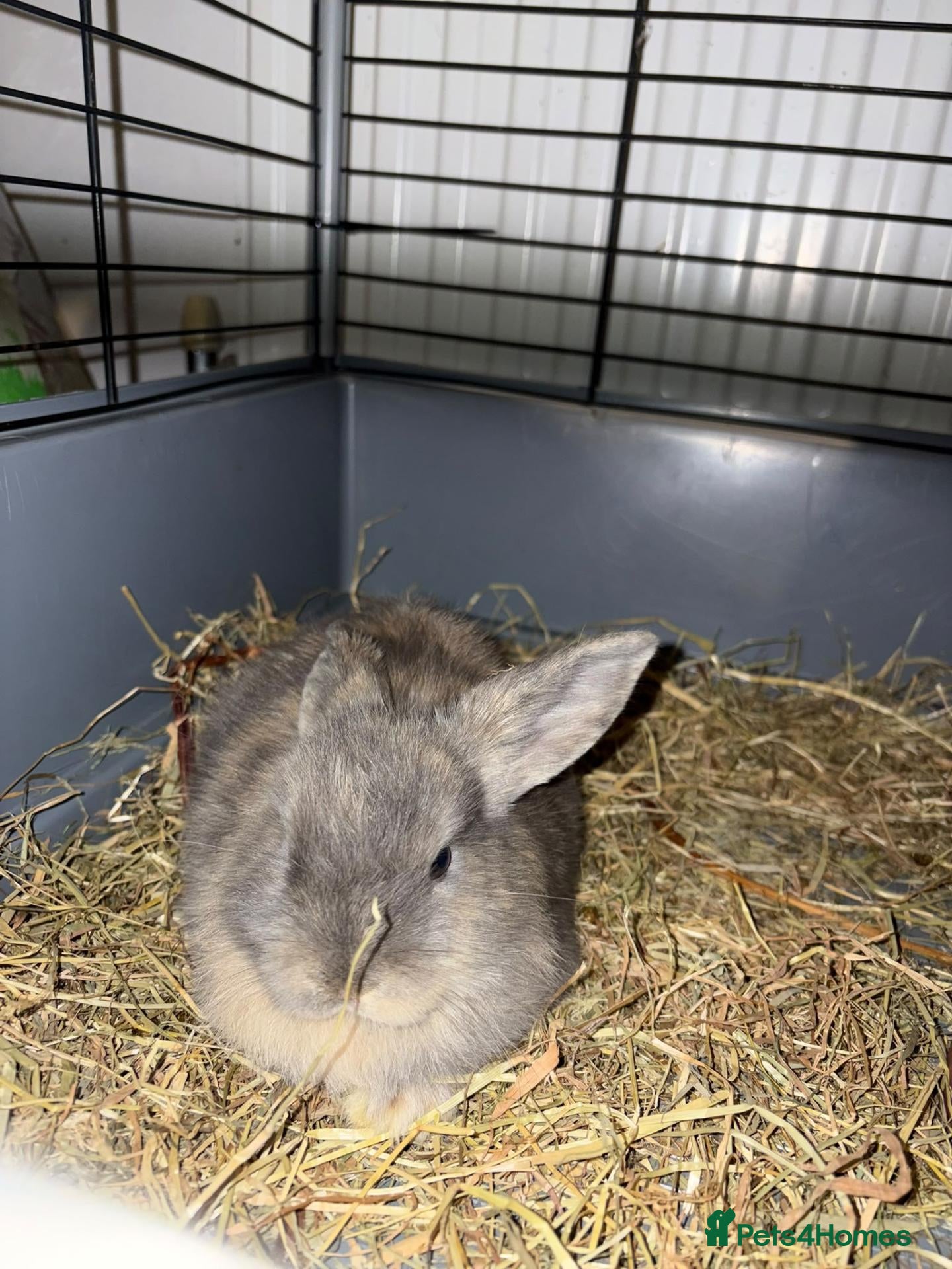 Mini Lop rabbits Stunning baby bunny - Advert 13