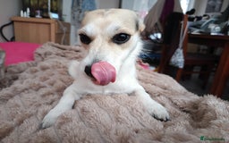 Mixed Breed dogs for sale: Gorgeous chorkie/jackchi girl - Image 2