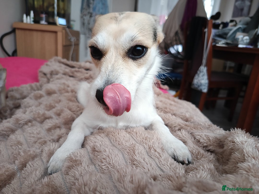 Mixed Breed dogs for sale: Gorgeous chorkie/jackchi girl - Image 2