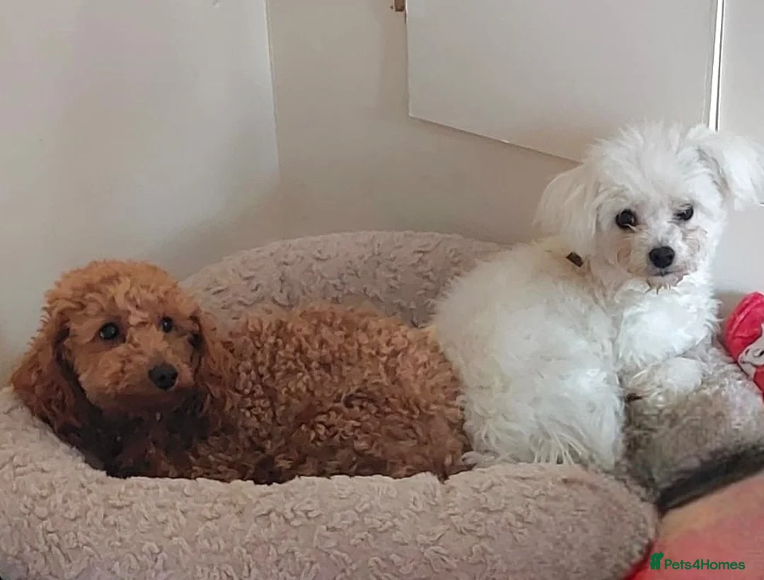 Maltipoo dogs for sale: F1 Maltipoo Pups  - Advert 6