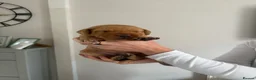 Labrador Retriever dogs for sale: Red Fox Labrador Puppies in Basingstoke - Advert 10