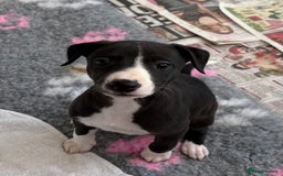 Whippet dogs for sale: KC registered Whippet Puppies - Image 6