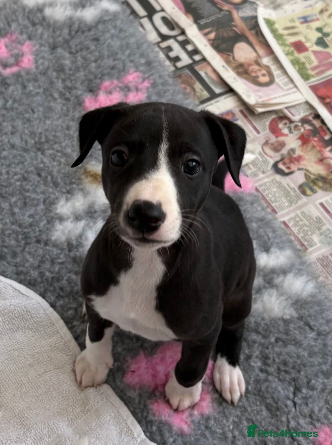 Whippet dogs for sale: KC registered Whippet Puppies - Image 6
