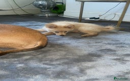 Pomchi dogs for sale: Beautiful Bert - Image 4