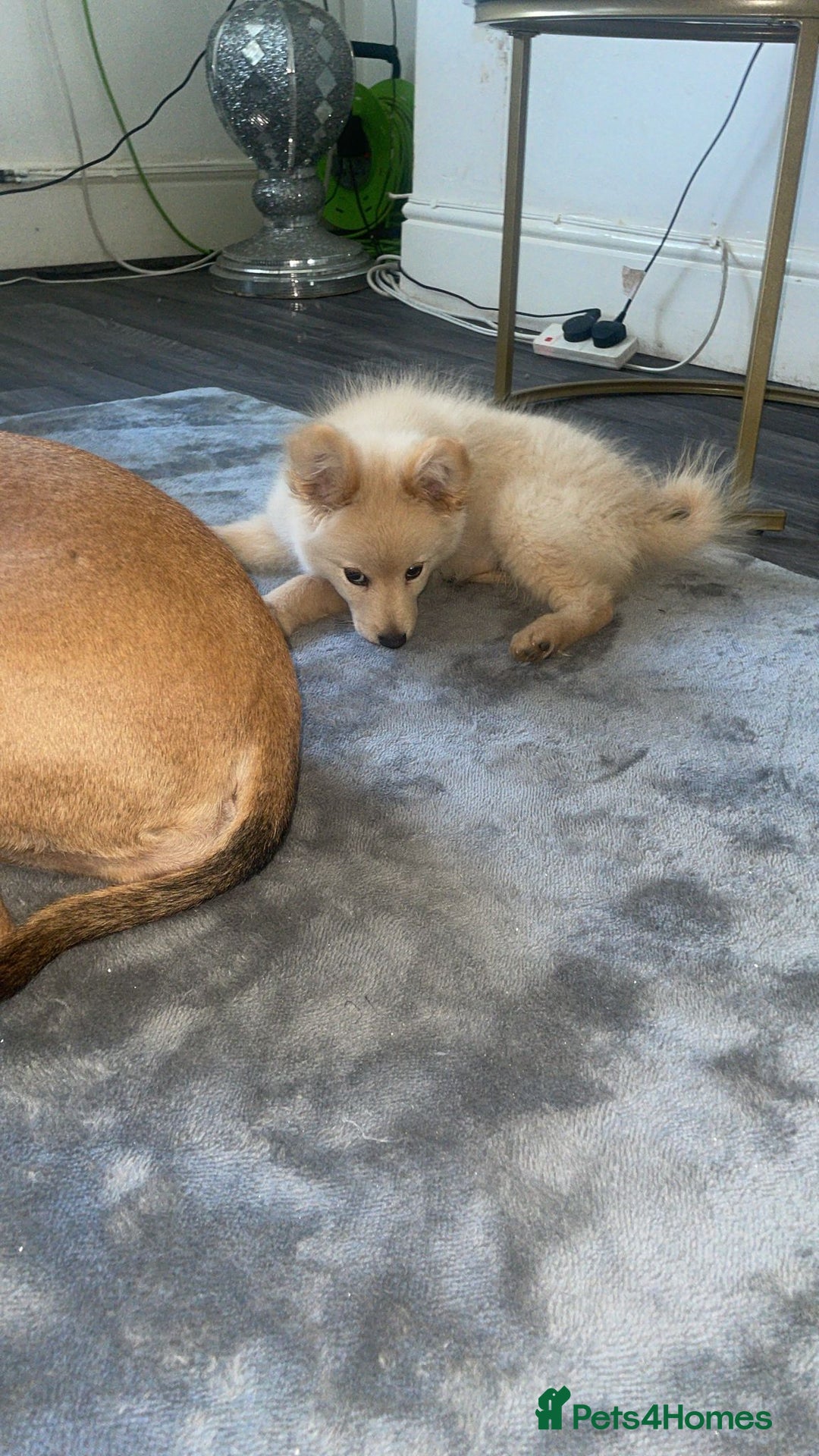 Pomchi dogs for sale: Beautiful Bert - Image 4