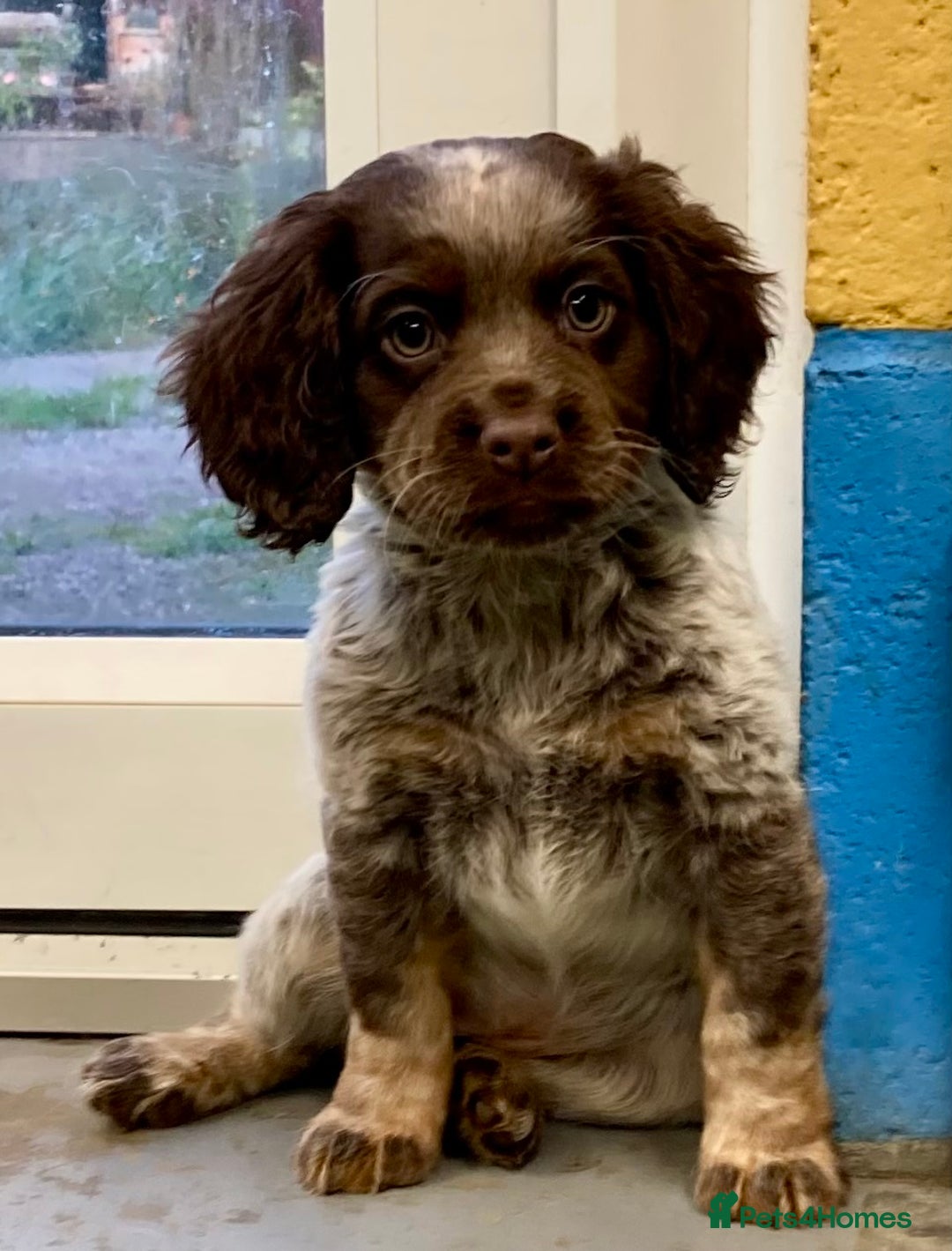 Cocker Spaniel dogs for sale: Cocker Spaniel puppies - Image 14
