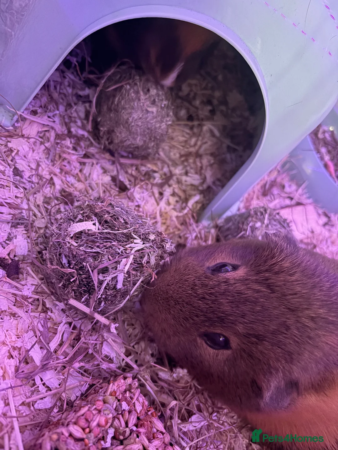 Guinea Pig rodents for sale: Boy Guinea pigs in Leicester - Advert 6