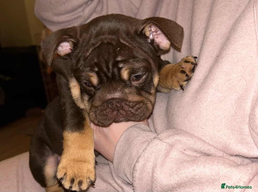 English Bulldog dogs for sale: KOBE X DARLA 5x SMALL COMPACT UNREAL🔥 - Advert 8