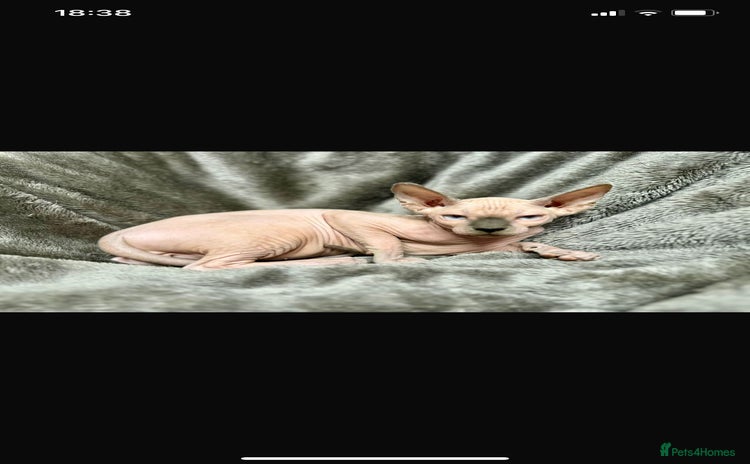 Sphynx cats - Advert 1
