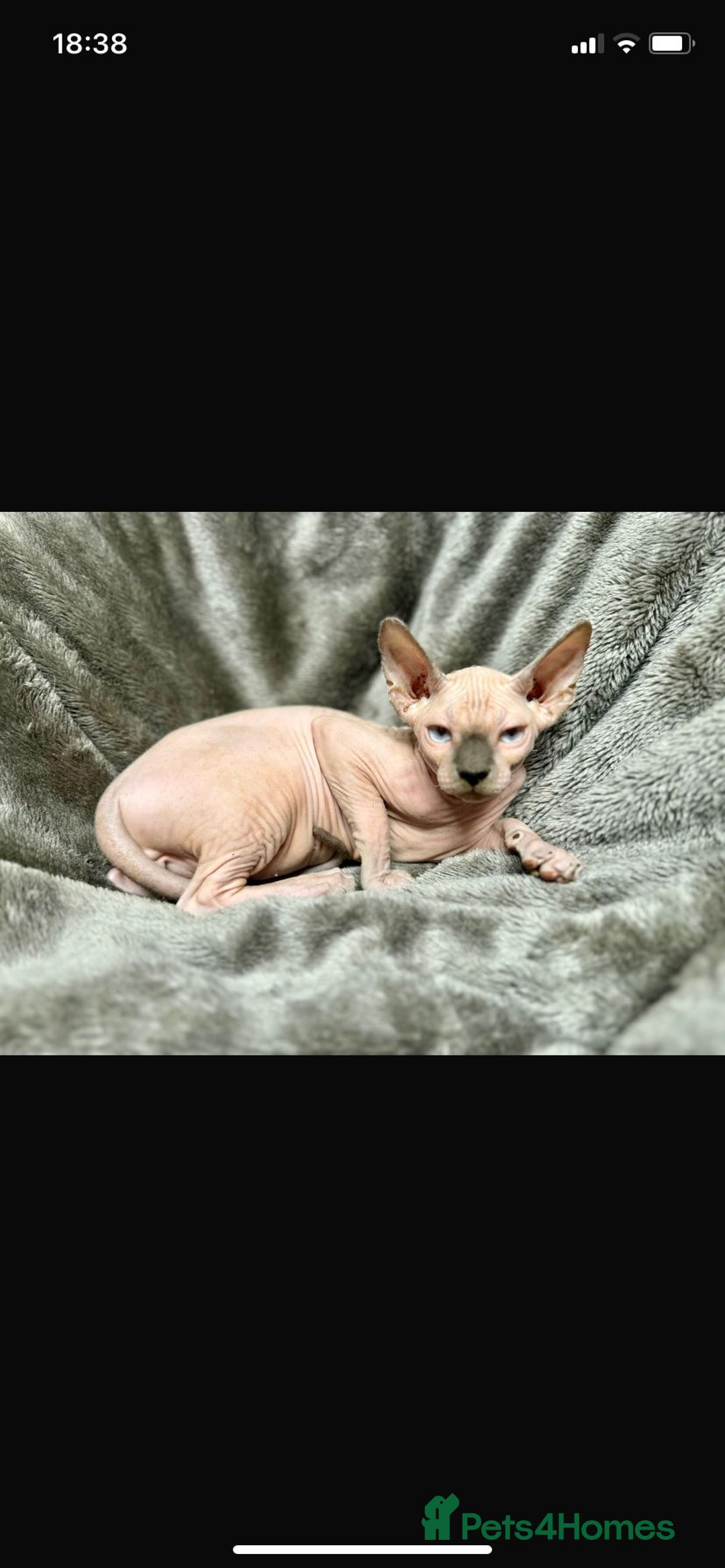 Sphynx cats for sale: TICA Reg Sphynx Kittens, Extensive Genetic Testing - Image 1