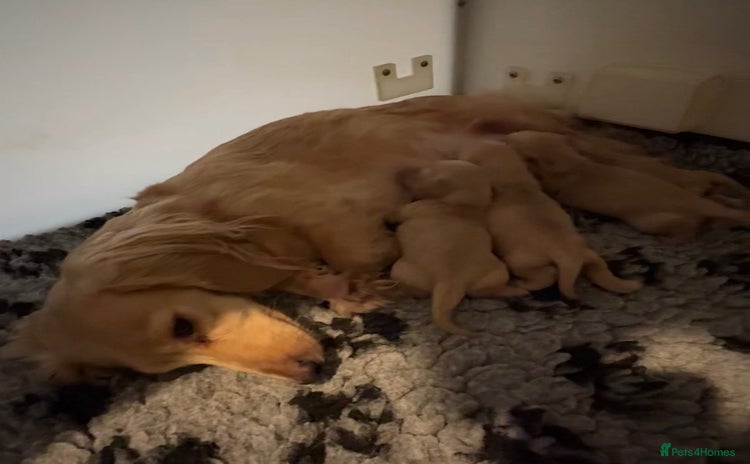 Miniature Dachshund dogs KC Cream Long Haired Miniature Dachshunds - Advert 11