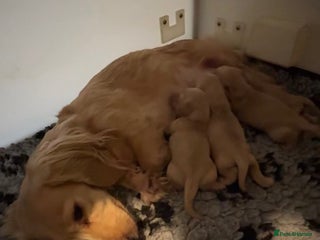 Miniature Dachshund dogs KC Cream Long Haired Miniature Dachshunds - Advert 12