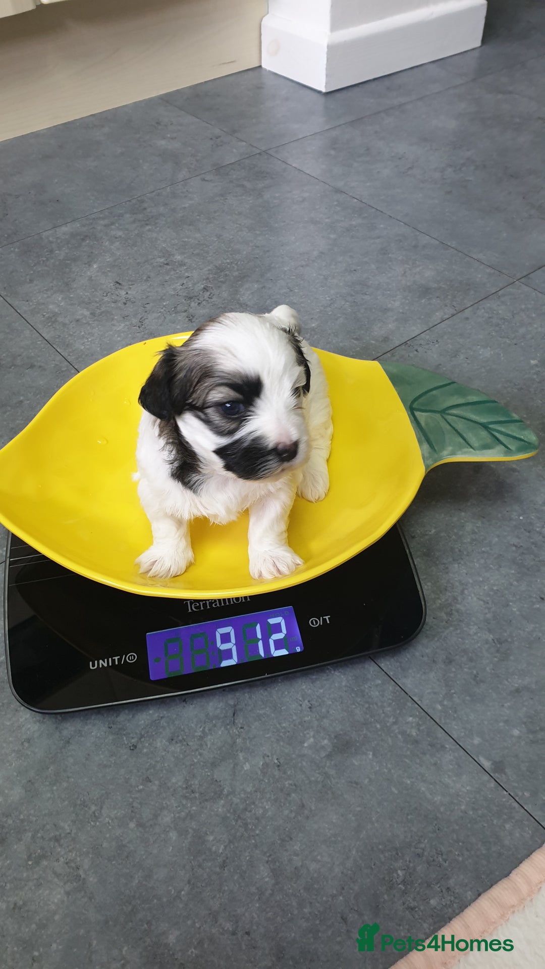 Bichon Frise dogs for sale: Bishon poppy's available  - Image 12