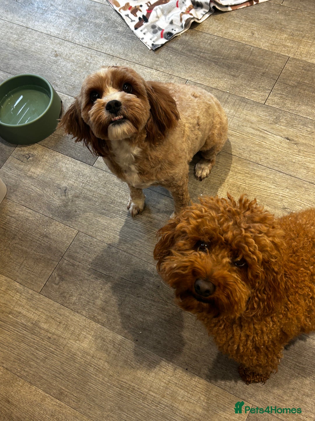 Cavapoo dogs for sale: Cavapoo F1b fully health tested  - Image 4