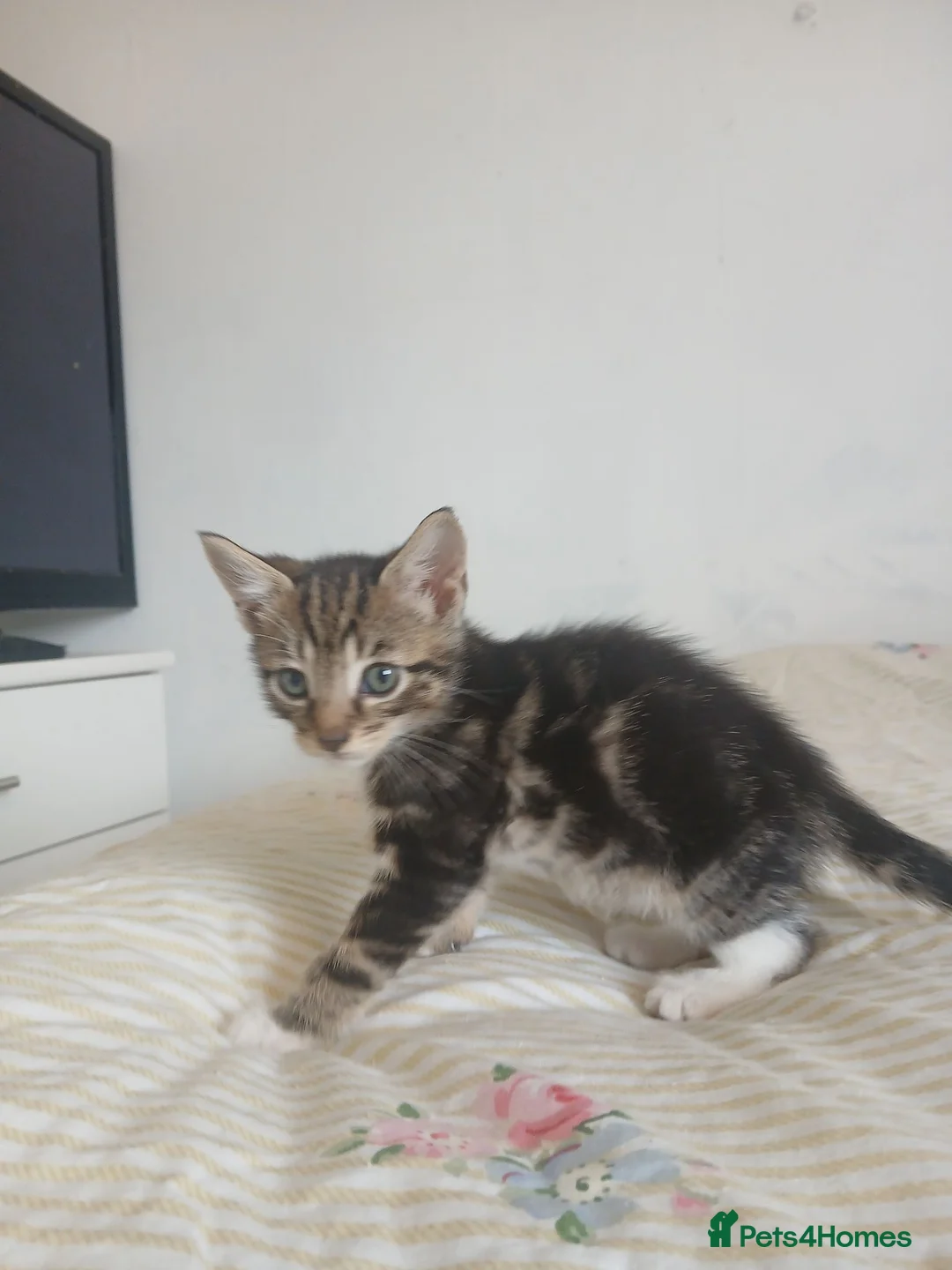 Mixed Breed cats for sale: Tuxedo/Tabby kittens 8 weeks old - Advert 22