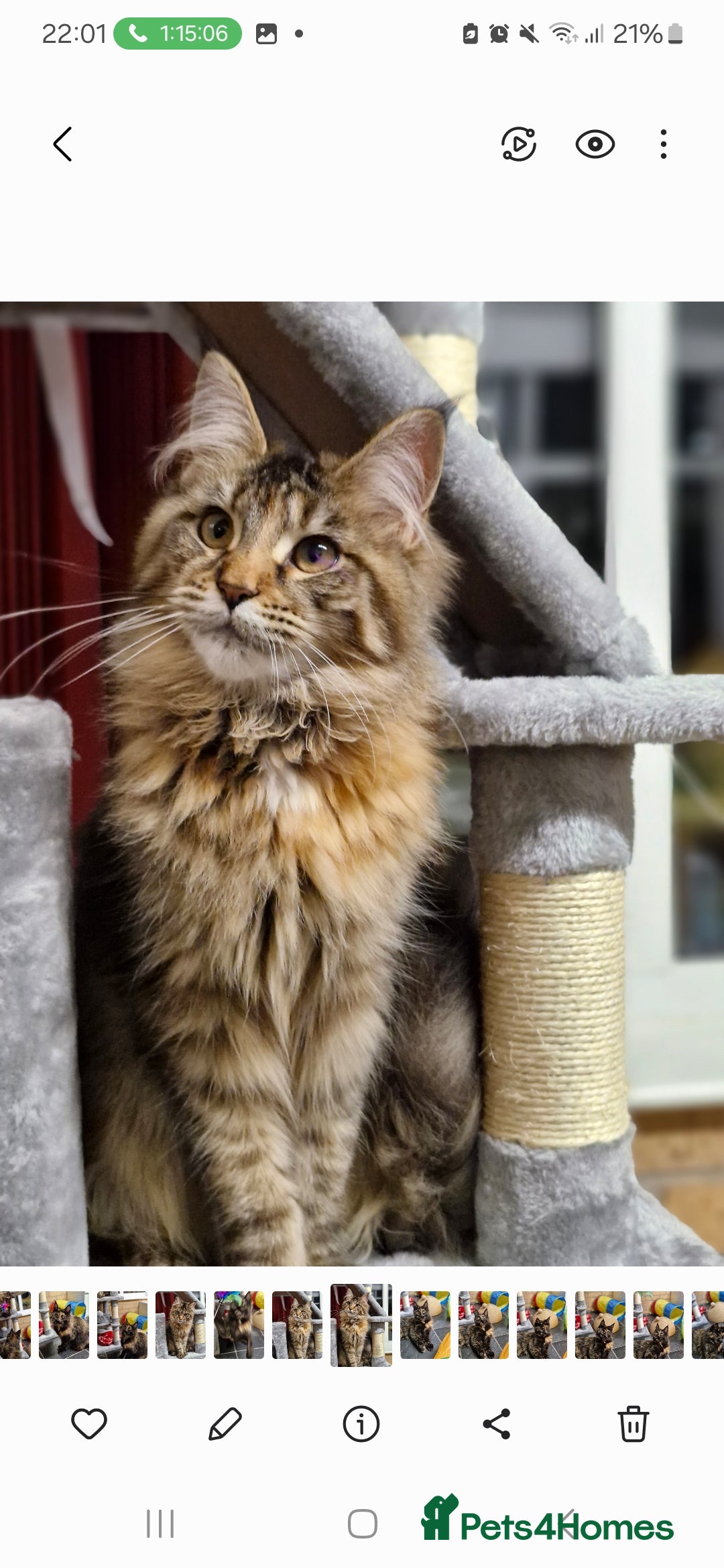 Maine Coon cats for sale: Maine coons Nellie & Dollie to stay as a pair.  - Advert 11