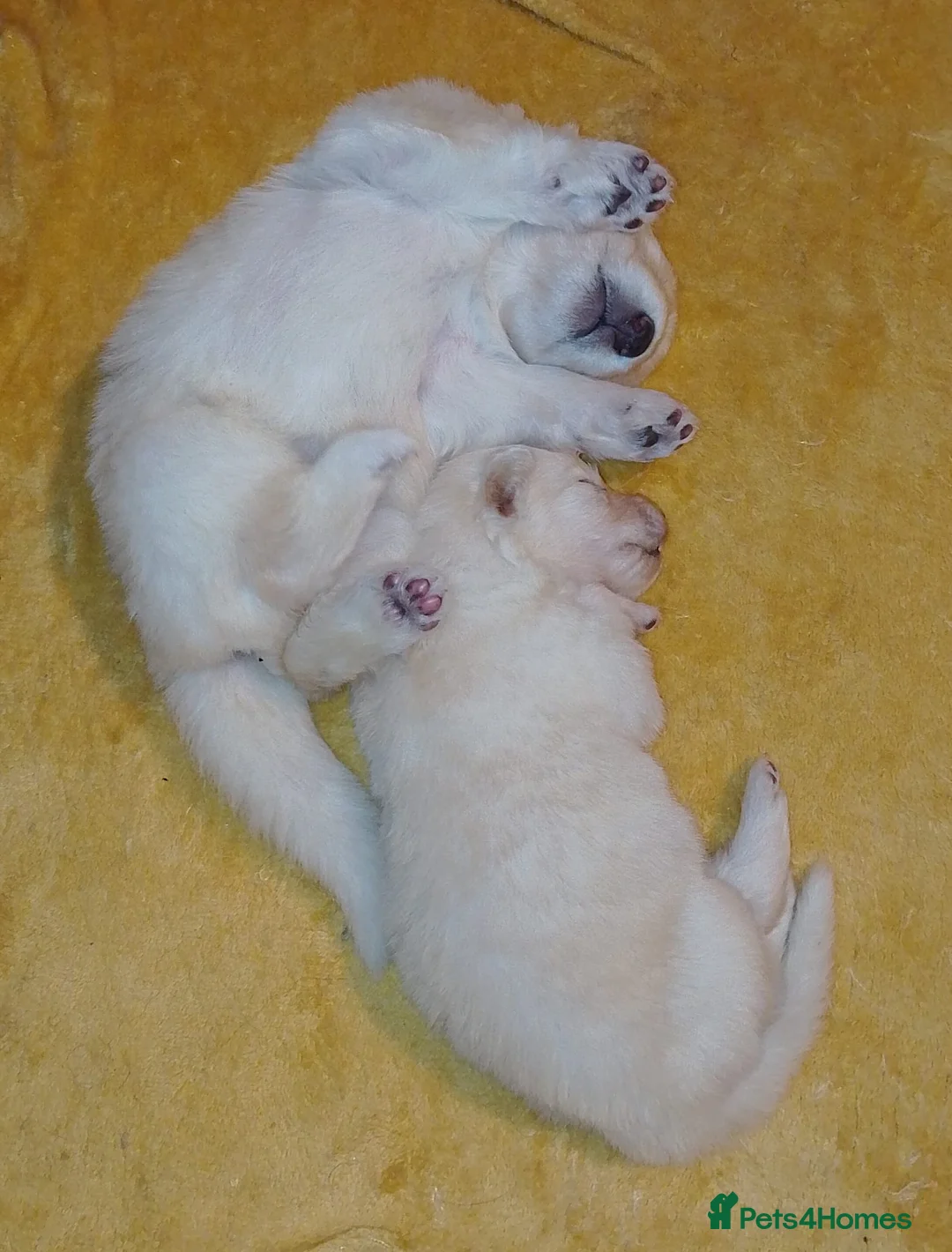 German Shepherd dogs for sale: White long coat straight back German Shepherd pups - Advert 10