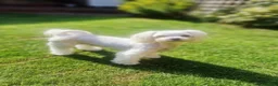 Maltese dogs for sale: Korean Line Maltese Puppy's  in Birmingham - Advert 3