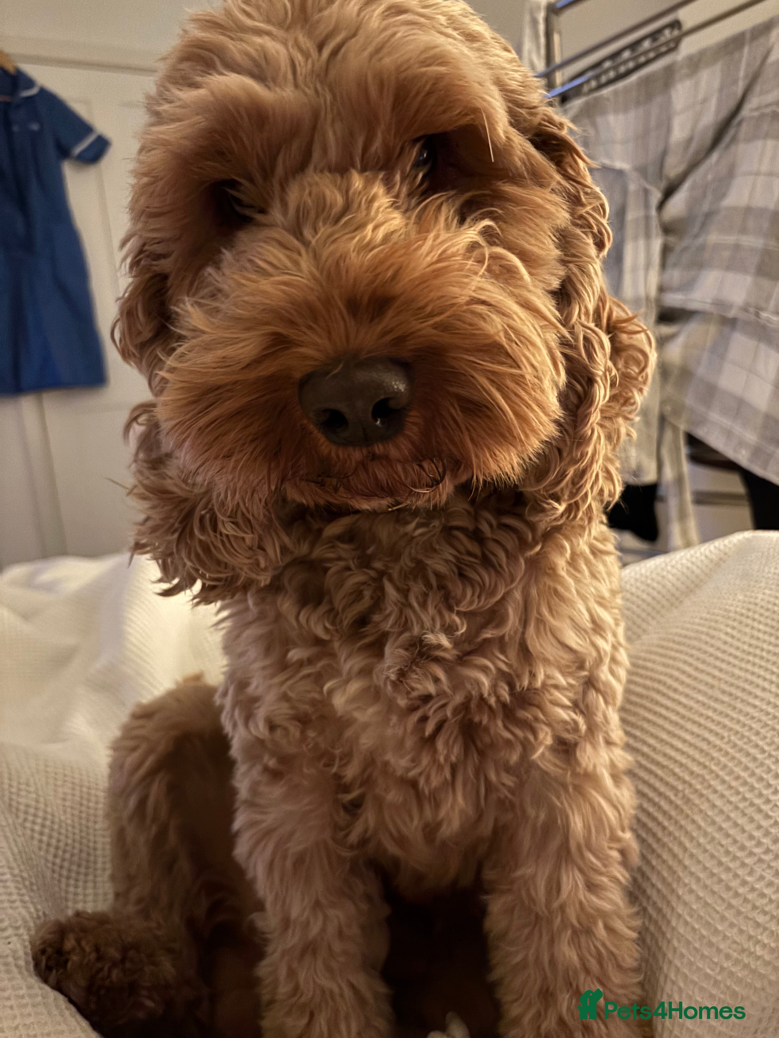 Cockapoo dogs Proven F1 Cockapoo stud available- health tested - Advert 6