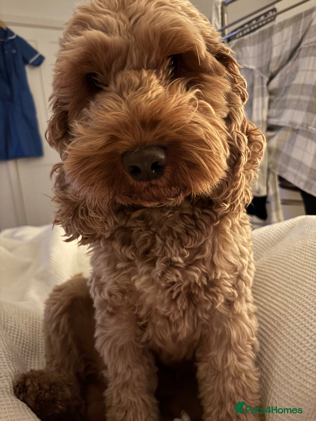 Cockapoo dogs for stud: Cockerpoo for stud  - Advert 2