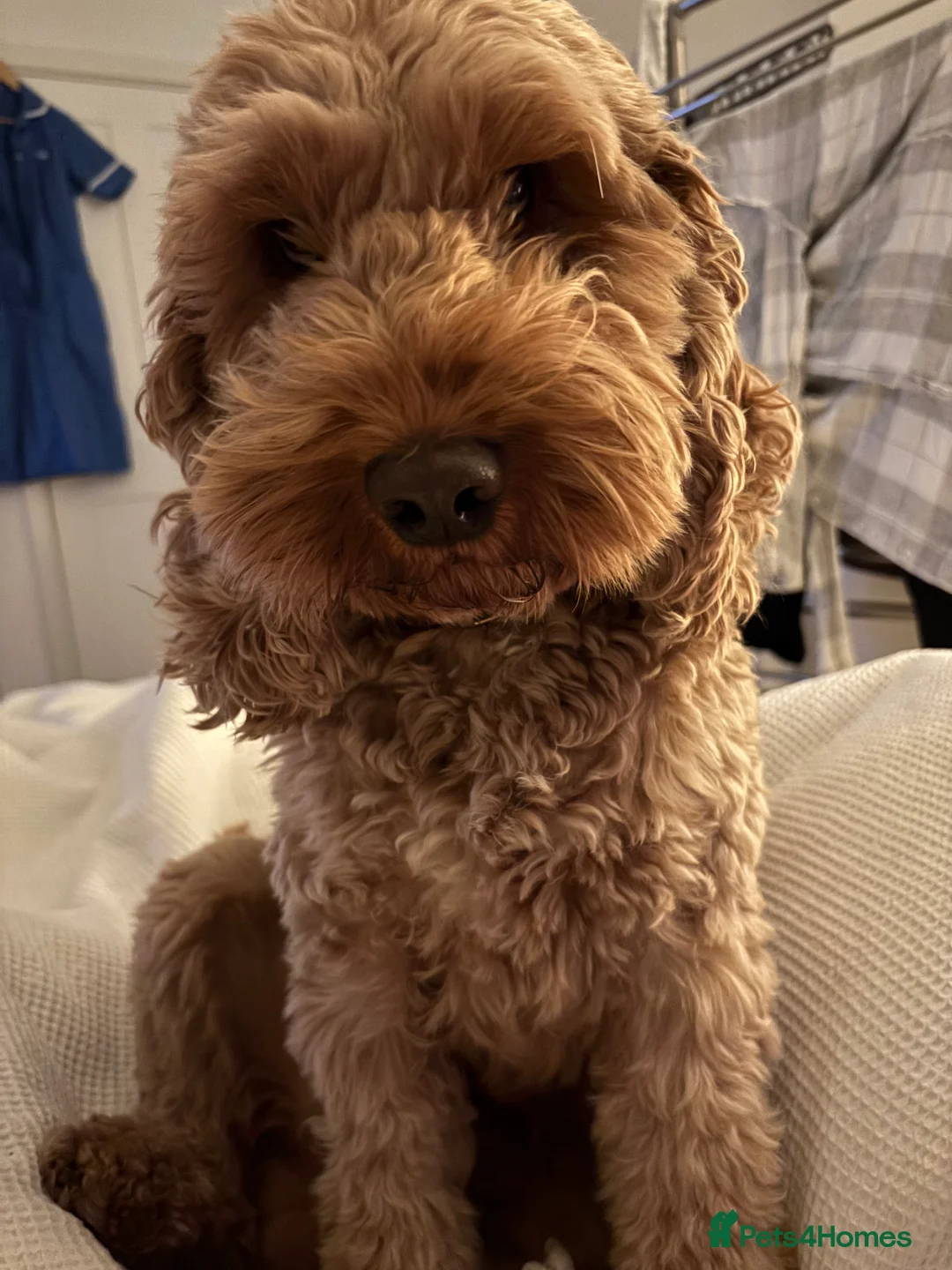 Cockapoo dogs for stud: Proven F1 Cockapoo stud available- health tested - Advert 1