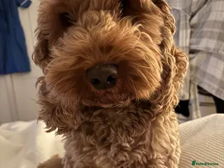 Cockapoo dogs Proven F1 Cockapoo stud available- health tested - Advert 6