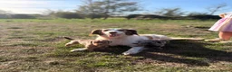 Mixed Breed dogs for sale: Beautiful Cocker X pups  - Advert 3