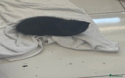 Mixed Breed cats for sale: Tuxedo Kittens  - Image 10