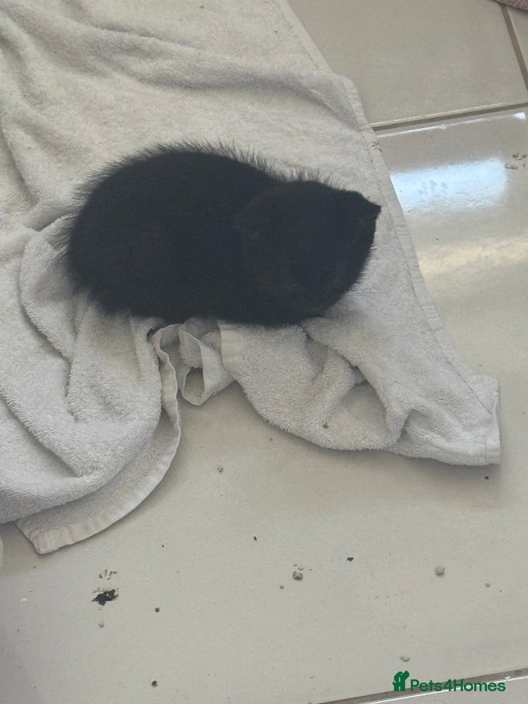 Mixed Breed cats for sale: Tuxedo Kittens  - Image 10