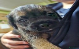Border Terrier dogs for sale: Border terrier puppies - Image 4