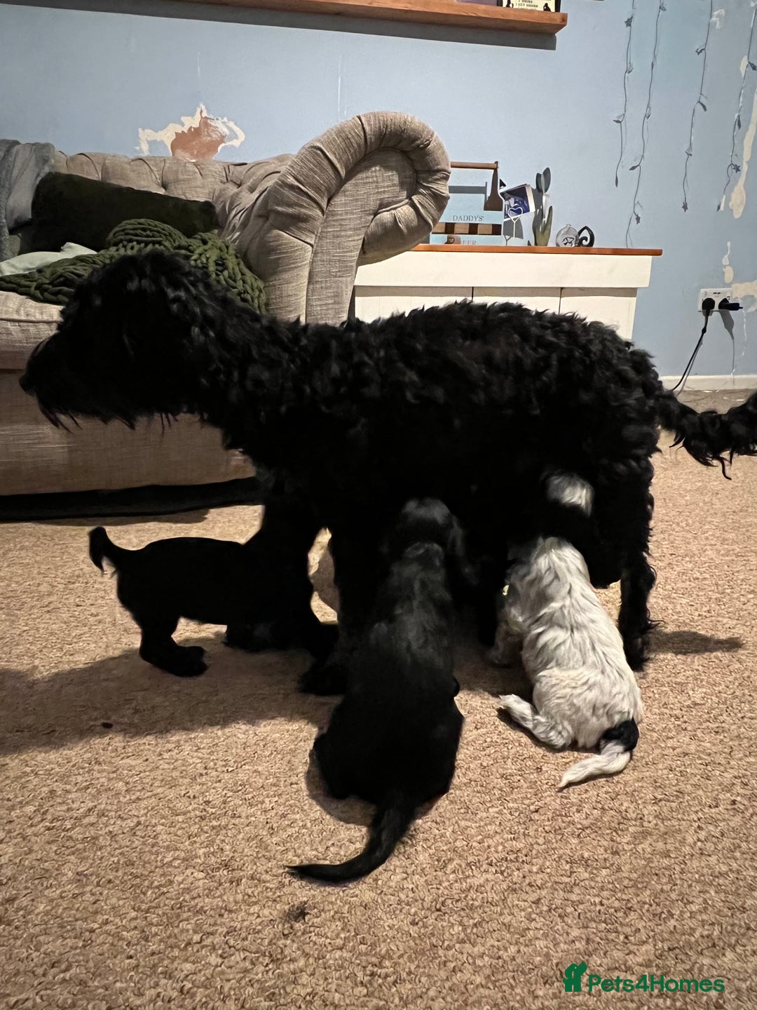 Cockapoo dogs for sale: 5 cockapoo puppies for adoption - Advert 4