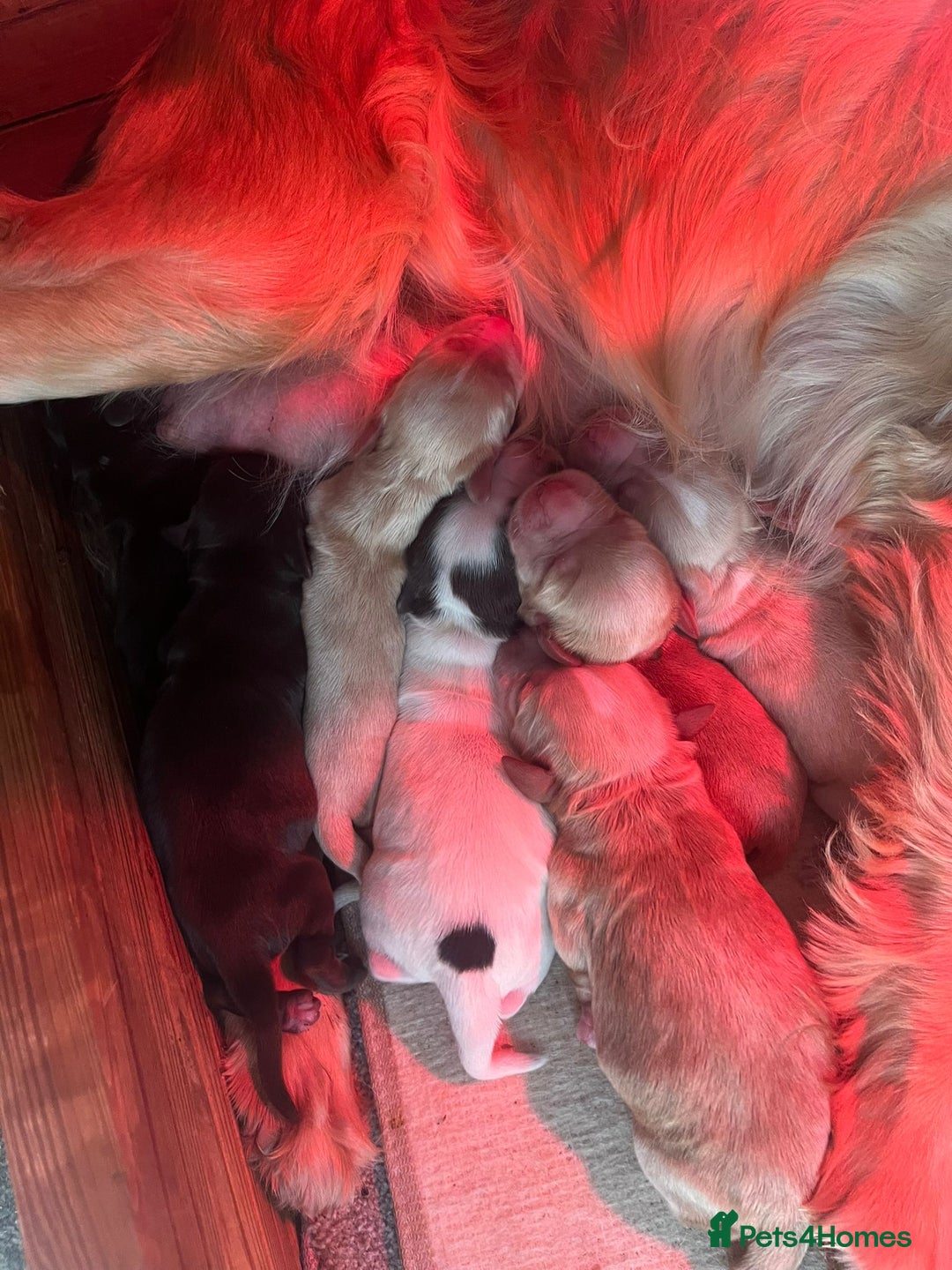 Cocker Spaniel dogs for sale: KC FTCH working cocker spaniel puppy’s  - Image 10
