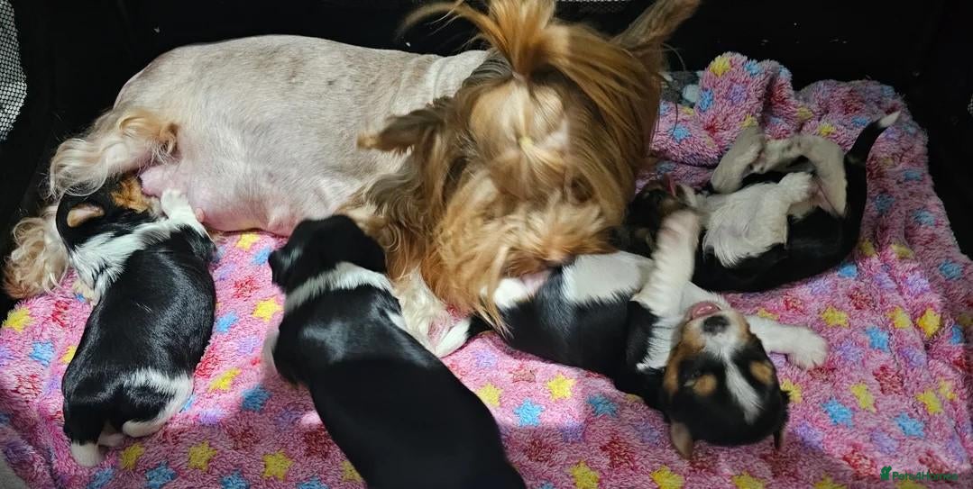 Yorkshire Terrier dogs Beautiful Black & Tan Boys & Girls Yorkshire pups - Advert 7