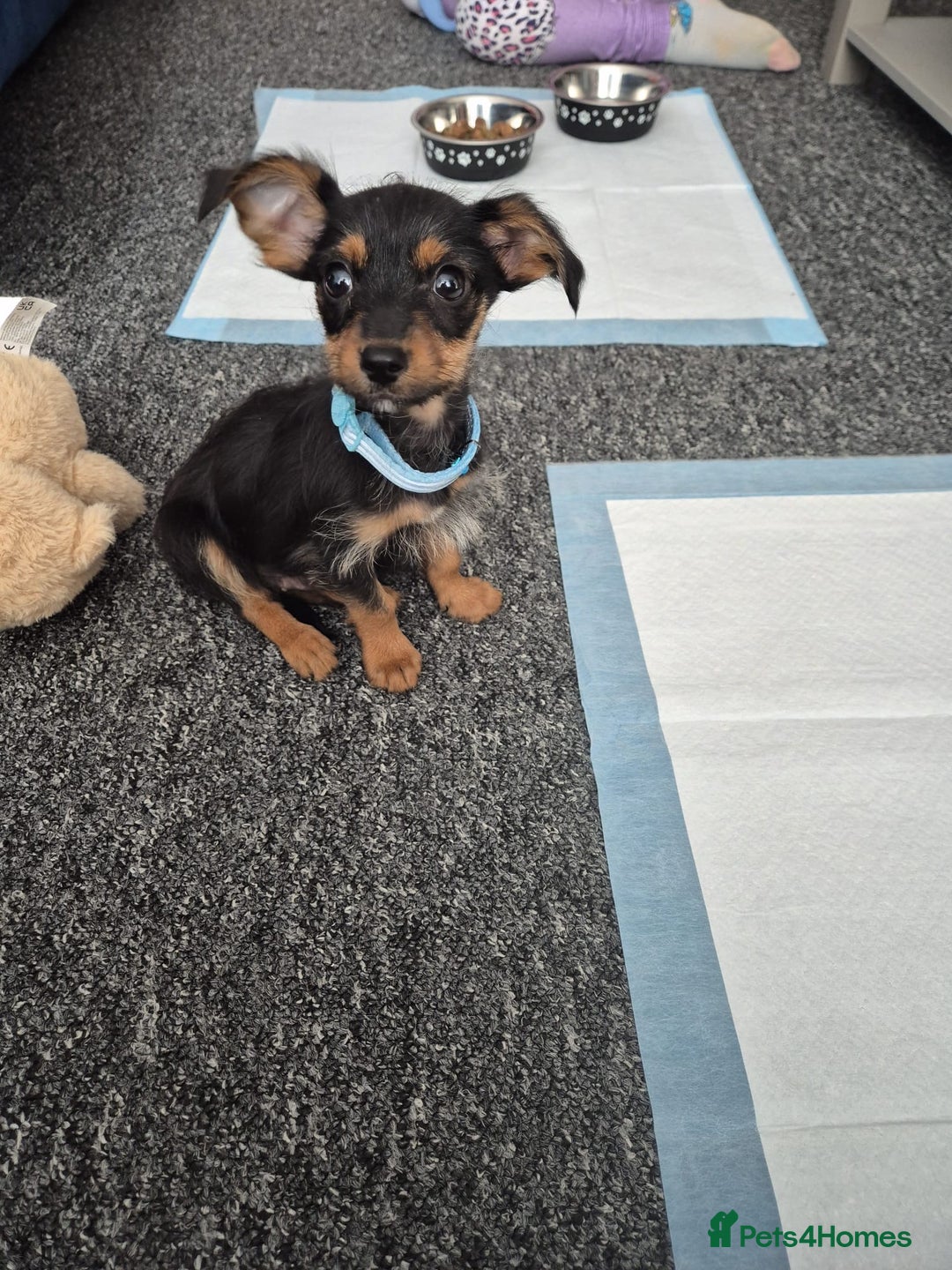 Chihuahua dogs for sale: 18 week puppie Chihuahua  - Image 3