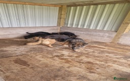 German Shepherd dogs for sale: German Shepherd pups  - Image 17