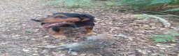 Cocker Spaniel dogs for sale: KC registered working cocker spaniel pups - Advert 2