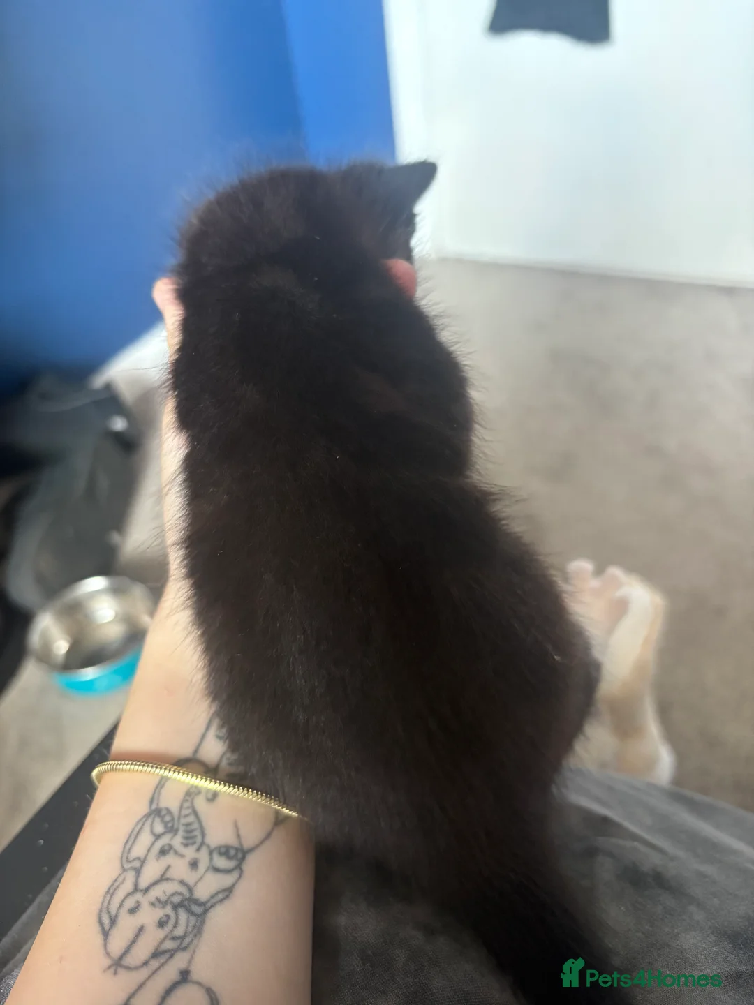 Domestic Shorthair cats for sale: Three gorgeous male kittens  - Advert 2