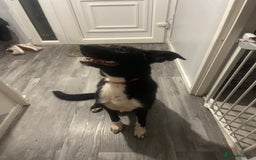 Mixed Breed dogs for sale: Rehoming  - Image 6