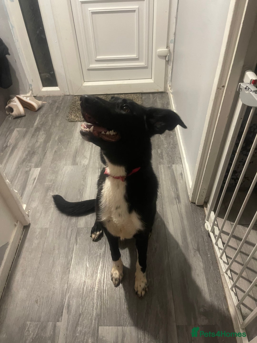 Mixed Breed dogs for sale: Rehoming  - Image 6