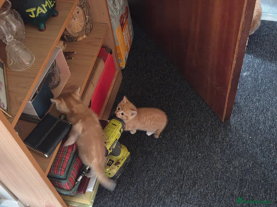 Mixed Breed cats for sale: 4 beautiful kittens mixed breed. in Ashbourne - Advert 2