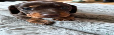 Miniature Dachshund 1