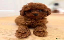 Maltipoo dogs for sale: Beautiful Maltipoo Toy Puppies - Image 10