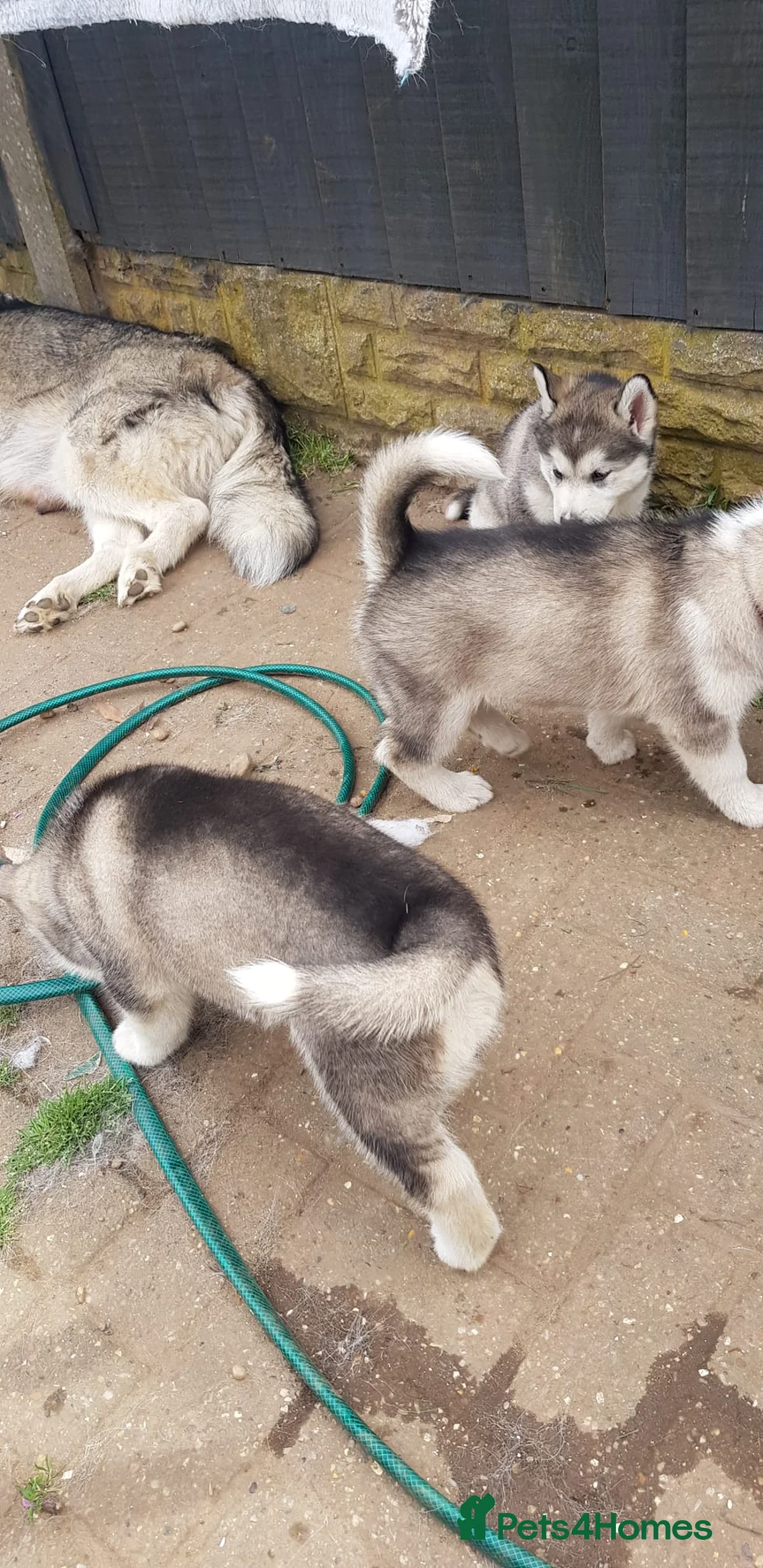 Siberian Husky dogs for stud: BLUE EYED HUSKY FOR STUD in Doncaster - Advert 31