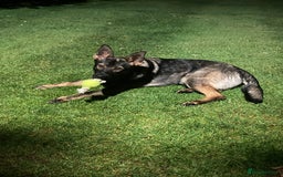 German Shepherd dogs for sale: *sad sale* Czech-line GSD - Image 1