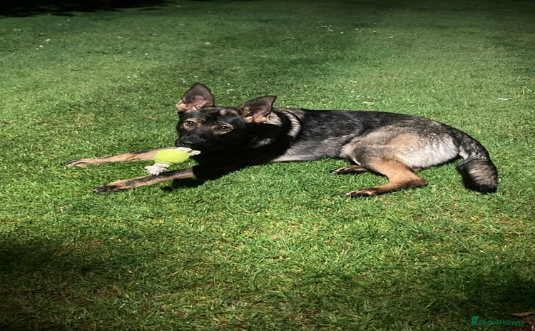 German Shepherd dogs - Advert 1